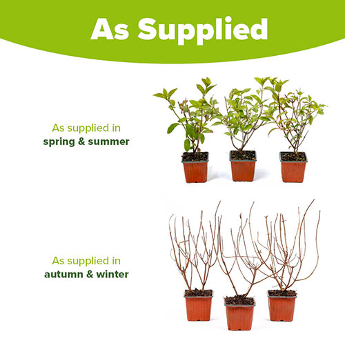 Hydrangea Diamant Rouge Hydrangea Diamant Rouge