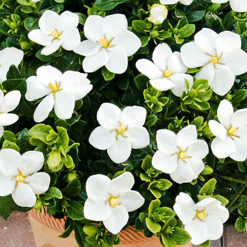 Gardenia Collection Gardenia Collection