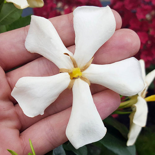 Gardenia Collection Gardenia Collection