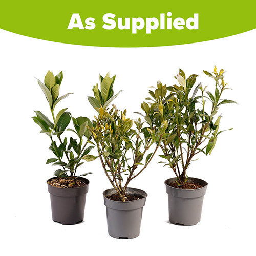 Gardenia Collection Gardenia Collection