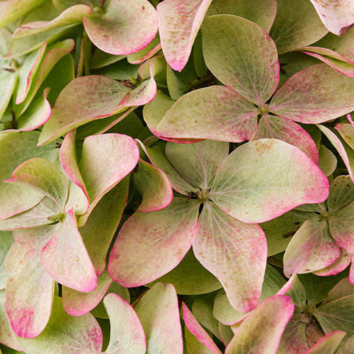 Hydrangea Magical Candle in a 3L pot Hydrangea Magical Candle in a 3L pot
