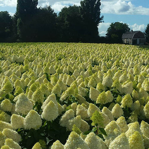 Hydrangea Magical Candle in a 3L pot Hydrangea Magical Candle in a 3L pot