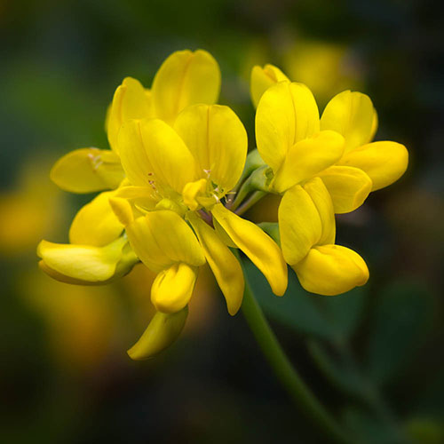 Coronilla glauca Citrina Coronilla glauca Citrina