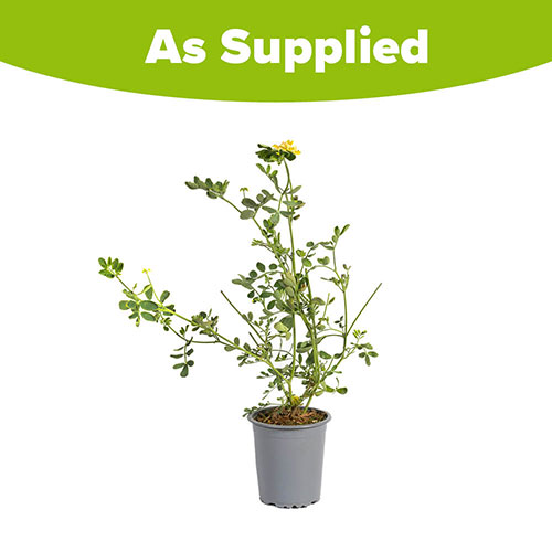 Coronilla Citrina Coronilla Citrina