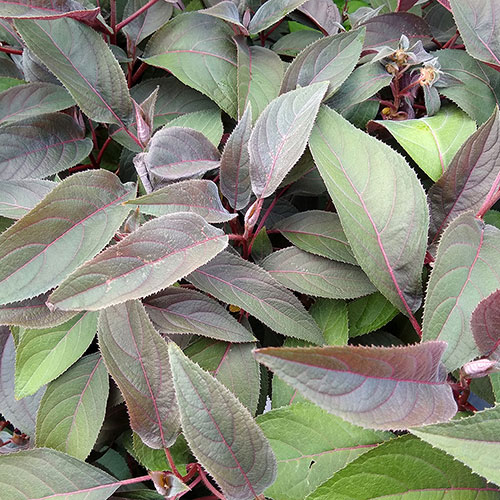 Hydrangea Hot Chocolate Hydrangea Hot Chocolate