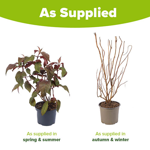 Hydrangea Hot Chocolate Hydrangea Hot Chocolate