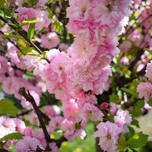 Flowering Almond Bush Flowering Almond Bush
