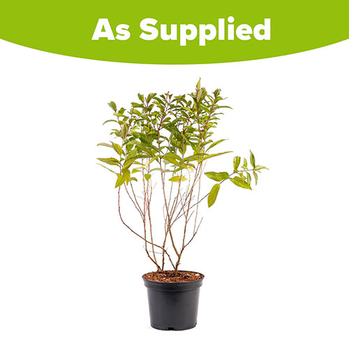 Dwarf Flowering Almond Sinensis Dwarf Flowering Almond Sinensis