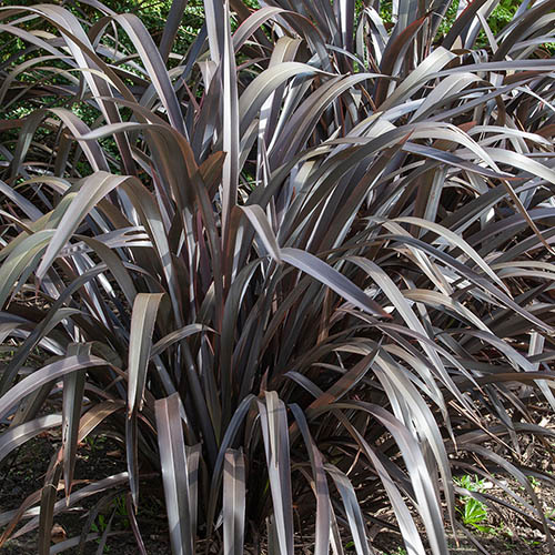 Phormium Black Velvet