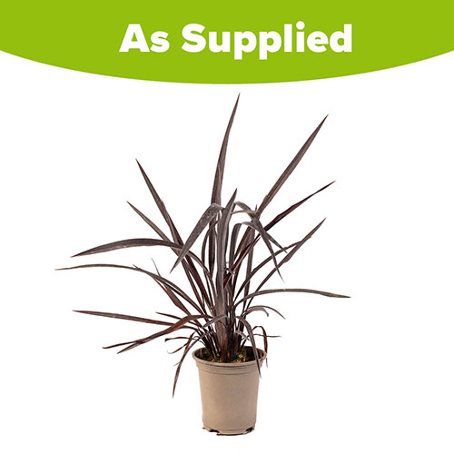 Phormium Black Velvet Phormium Black Velvet