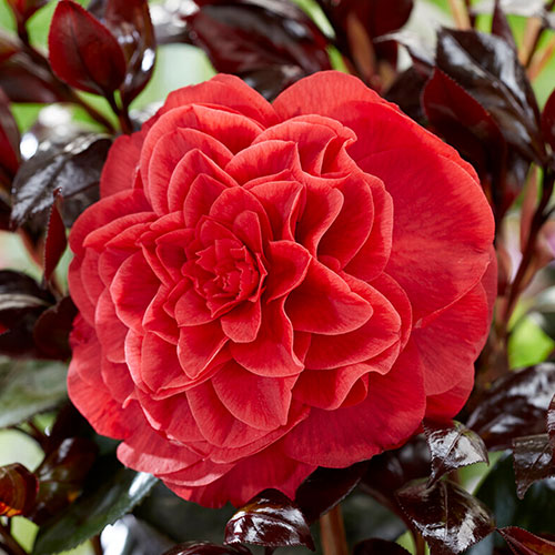 Camellia Femme Fatale Camellia Femme Fatale