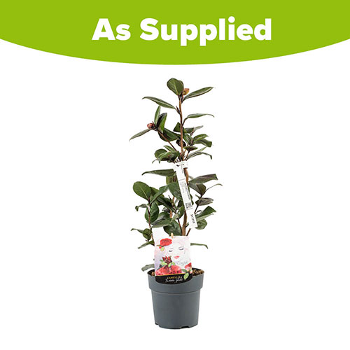 Camellia Femme Fatale Camellia Femme Fatale