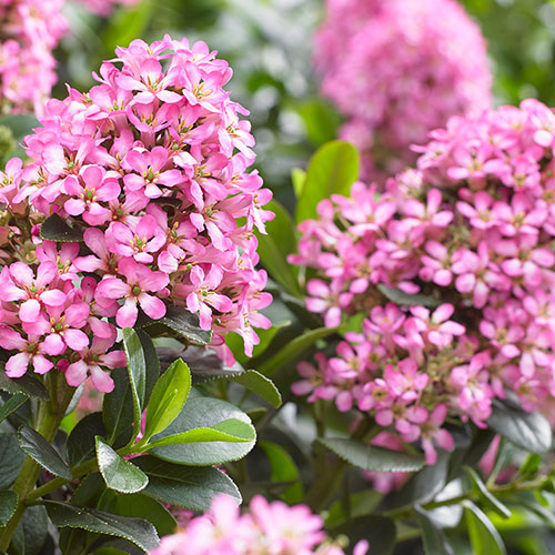 Escallonia Pink Elle Standard Tree Escallonia Pink Elle Standard Tree