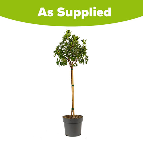 Escallonia Pink Elle Standard Tree Escallonia Pink Elle Standard Tree