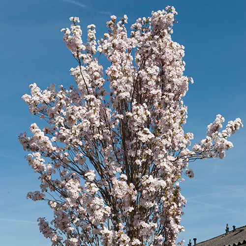 Prunus Amanogawa Cherry Blossom Tree