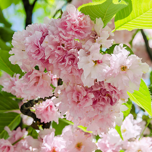 Flowering Cherry Kanzan Flowering Cherry Kanzan