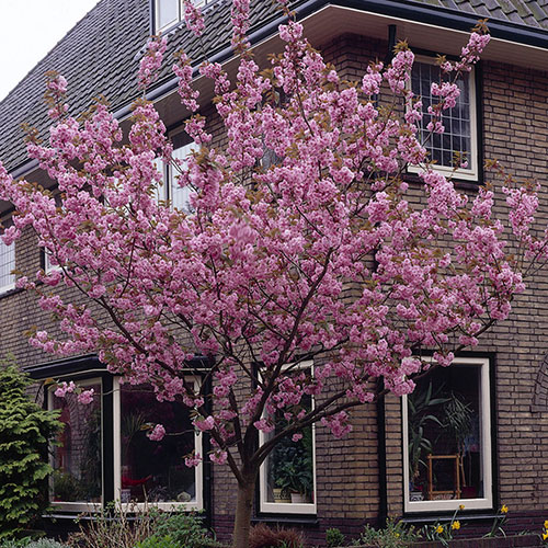 Flowering Cherry Kanzan Flowering Cherry Kanzan