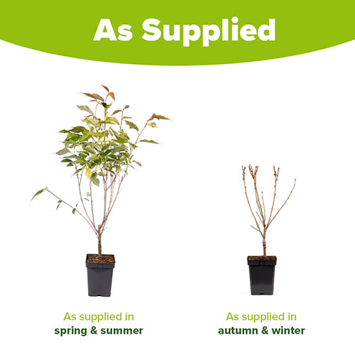 Flowering Cherry Kanzan Flowering Cherry Kanzan