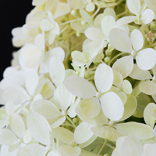 Hydrangea Magical Matterhorn Hydrangea Magical Matterhorn