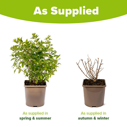 Hydrangea Magical Matterhorn Hydrangea Magical Matterhorn