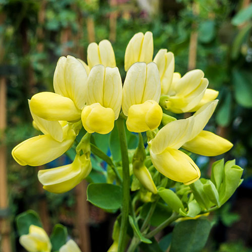 Coronilla Citrina Coronilla Citrina
