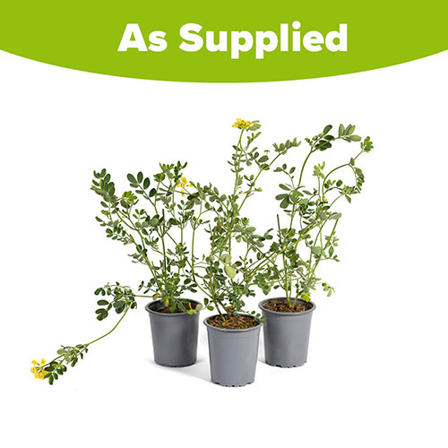 Coronilla Citrina Coronilla Citrina