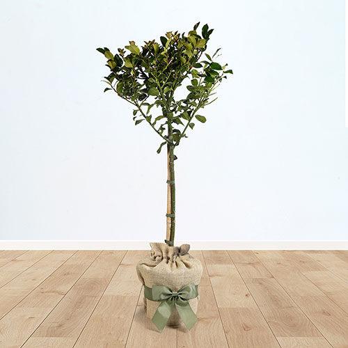 Holly Blue Maid Standard Gift Wrapped Holly Blue Maid Standard Gift Wrapped