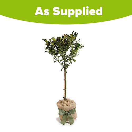 Holly Blue Maid Standard Gift Wrapped Holly Blue Maid Standard Gift Wrapped