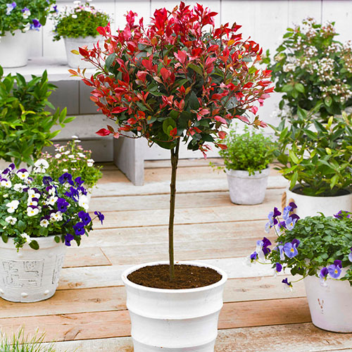 Standard Photinia Carre Rouge Tree Gift Wrapped Standard Photinia Carre Rouge Tree Gift Wrapped