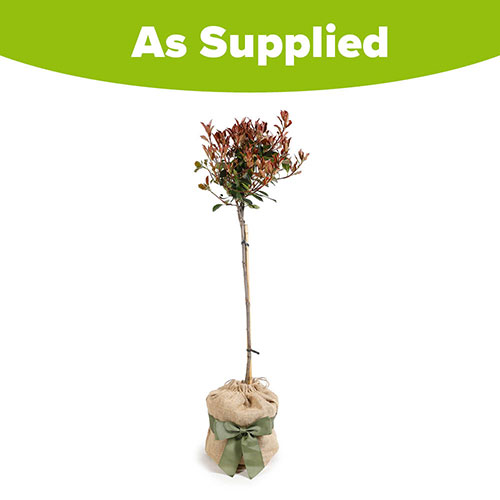 Standard Photinia Carre Rouge Tree Gift Wrapped Standard Photinia Carre Rouge Tree Gift Wrapped
