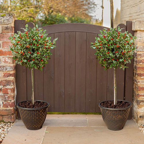 Pair of Standard Holly Trees with Pinecone Planters