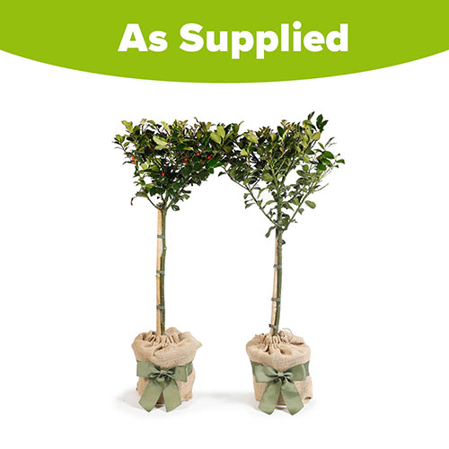 Pair of Holly Blue Maid Standards Gift Wrapped Pair of Holly Blue Maid Standards Gift Wrapped