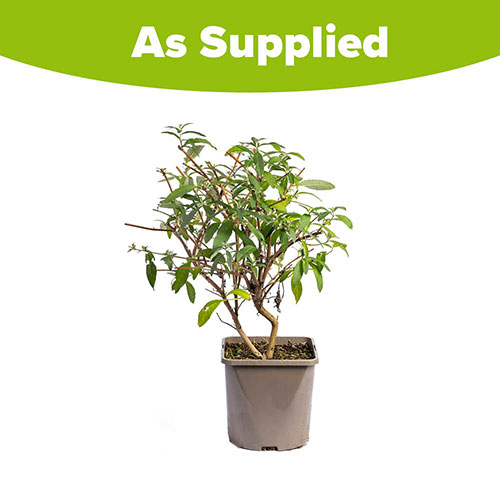 Tricolour Buddleia Butterfly Bush Tricolour Buddleia Butterfly Bush