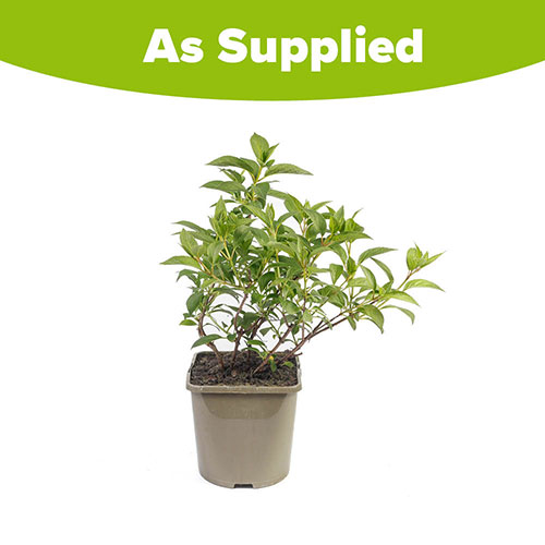 Hydrangea Magical Himalaya Hydrangea Magical Himalaya