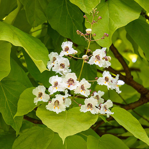 Golden Indian Bean Tree Golden Indian Bean Tree