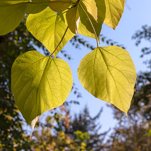 Golden Indian Bean Tree Golden Indian Bean Tree