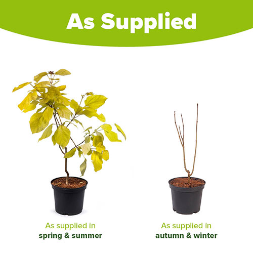 Golden Indian Bean Tree Golden Indian Bean Tree