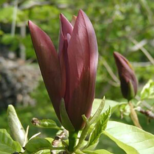 Magnolia Black Beauty Magnolia Black Beauty