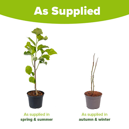 Magnolia Black Beauty Magnolia Black Beauty