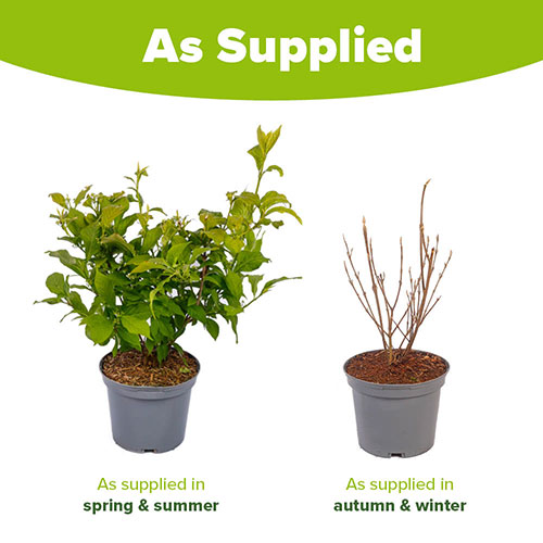 Callicarpa Magical Snowstar Callicarpa Magical Snowstar