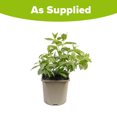 Hydrangea Magical Fire Hydrangea Magical Fire