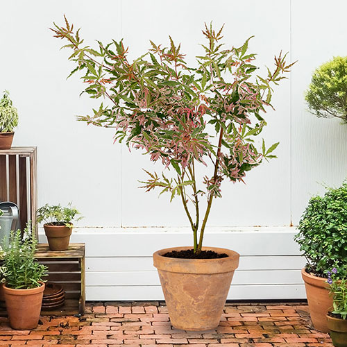Acer palmatum Iyoshi