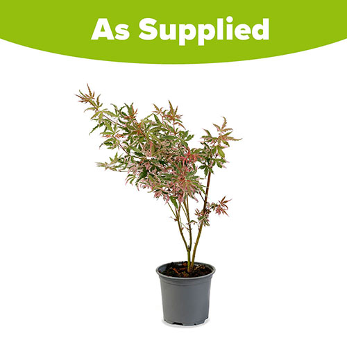 Acer palmatum Iyoshi Acer palmatum Iyoshi