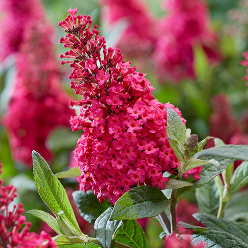 Buddleia Butterfly Candy Little Ruby Standard Buddleia Butterfly Candy Little Ruby Standard