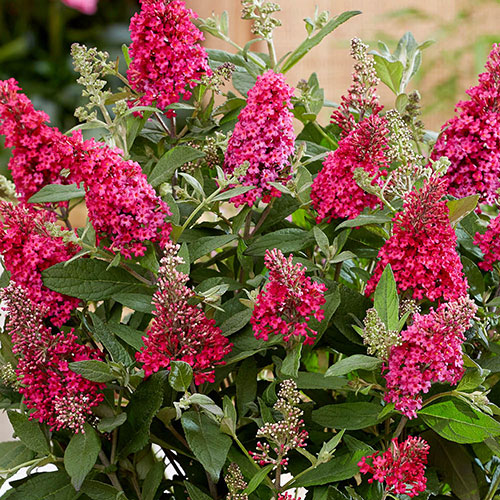 Buddleia Butterfly Candy Little Ruby Standard Buddleia Butterfly Candy Little Ruby Standard