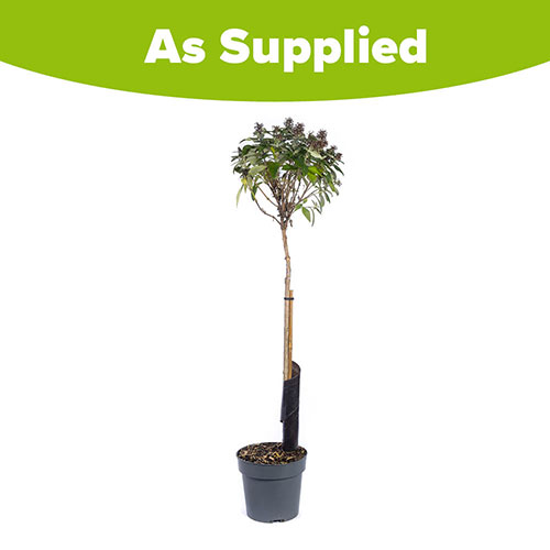 Buddleia Butterfly Candy Little Ruby Standard Buddleia Butterfly Candy Little Ruby Standard