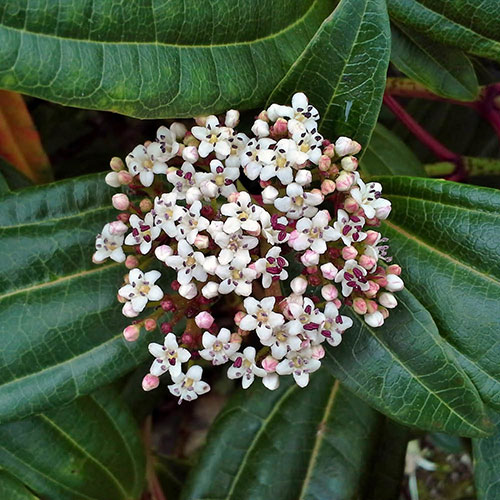 Viburnum davidii