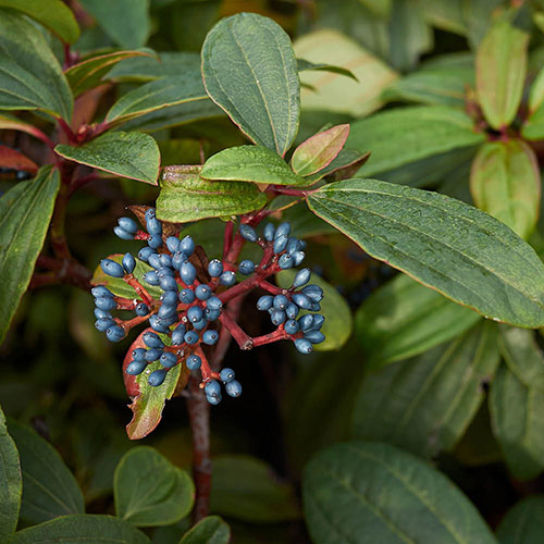 Viburnum davidii Viburnum davidii