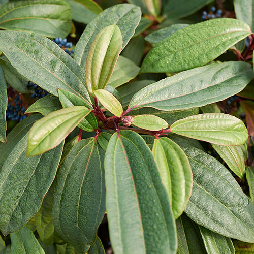 Viburnum davidii Viburnum davidii