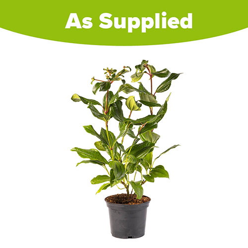 Viburnum davidii Viburnum davidii